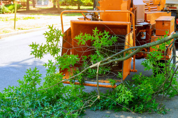 Best Large Tree Removal  in Rockford, MI